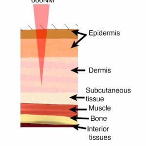 660NM light penetrates the epidermis and into the dermis, avoiding the subcutaneous tissue